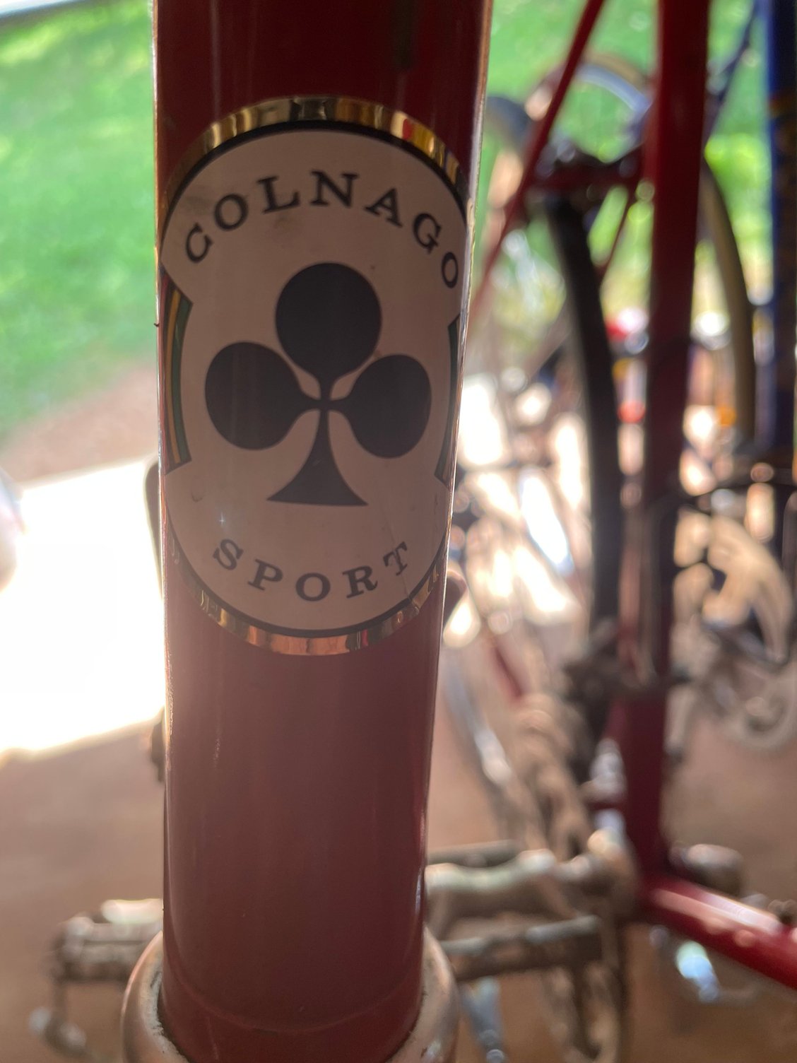 Cheap Colnago, nice rider!
