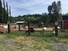 Goats and other beasts got to new green grass, loving it.