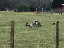 Gotta love goats