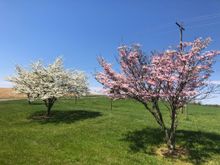 A pink and a white dogwood in the same photo.