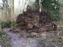 It’s not Wilderness, so chain saws clear trails surprisingly quickly.