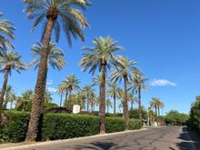 I think they need more palms...