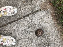 1st of 2 turtle saves today 