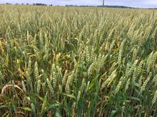 The wet spring weather has the crops flourishing 
