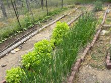 Onions getting there. Lettuce is everywhere lol. Cucumber taking there time. Bell peppers on schedule . 