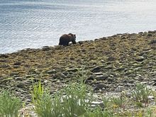 Bear leaving me alone.  

Mike
