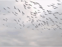 Blue-footed boobies