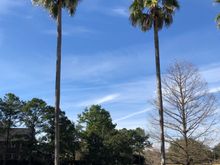 Palm trees, check. Water, check. Blue sky, partial.