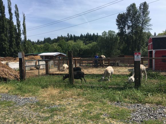 Goats and other beasts got to new green grass, loving it.
