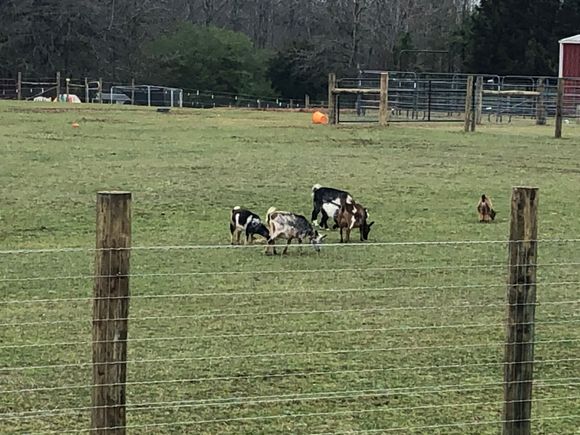 Gotta love goats