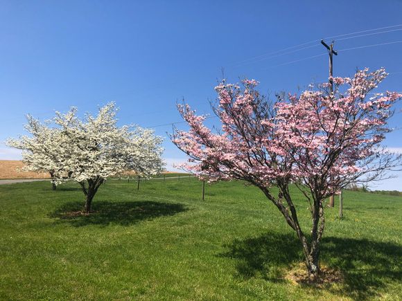 A pink and a white dogwood in the same photo.