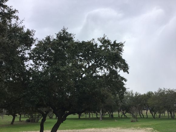 South Texas drizzle. 