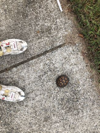 1st of 2 turtle saves today 