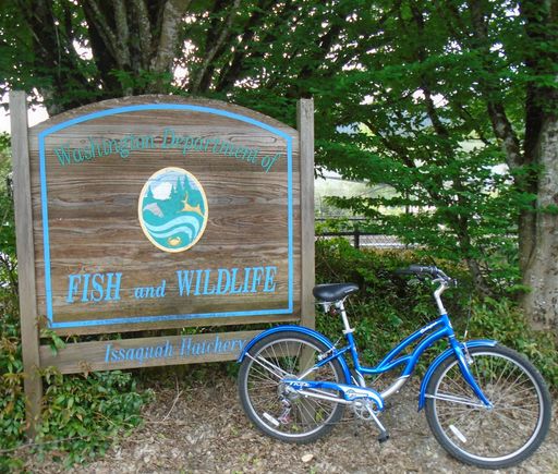 Bikes with lesser quality can satisfy for tooling around and slower rides with grandaughters