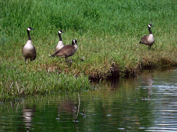 Geese with some youngsters in the grass