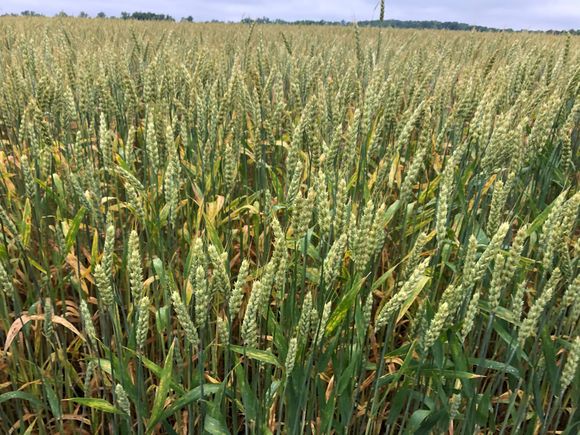The wet spring weather has the crops flourishing 