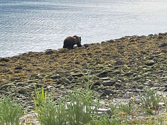 Bear leaving me alone.  

Mike