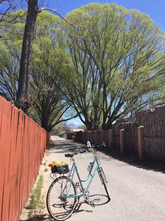 Globe willows are the first trees to green up around here.