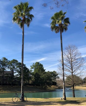 Palm trees, check. Water, check. Blue sky, partial.