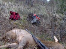 Of course, instead of taking three steps up hill, th elk took three steps and tumbled down the incline. One way or another, elk make you pay for the privilege of the opportunity to put them in the freezer!