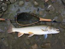 Alberta Bull Trout