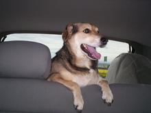 Our dog in the back of the Blazer