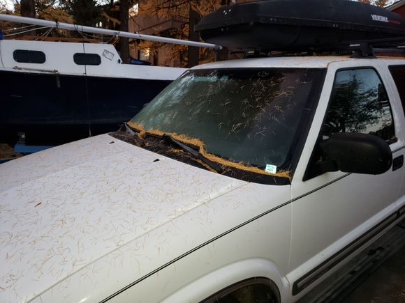 The needles starting to pile up on the windshield. The needles have only just begun to fall.