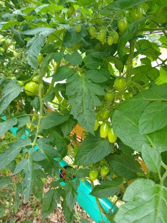 Grape tomatoes are looking promising and tend to get snacked on once they are ripe.