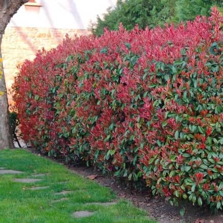 Photina Red Robin hedge