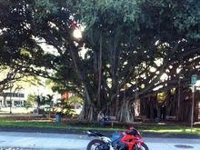 Banyan tree in front of Honolulu Zoo.