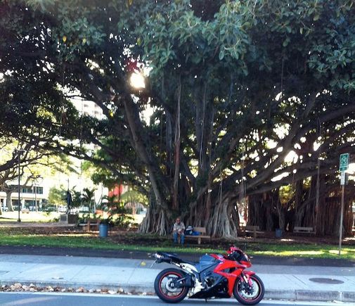 Banyan tree in front of Honolulu Zoo.