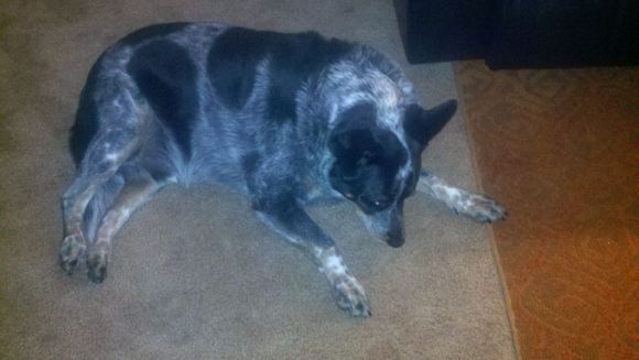 This is my cruzing buddy Ammo.  He is a gun toting, redneck, bible thumping cattle dog.  He loves the Hoe and looks forward to cruise night so he can look out for hot poodles!
