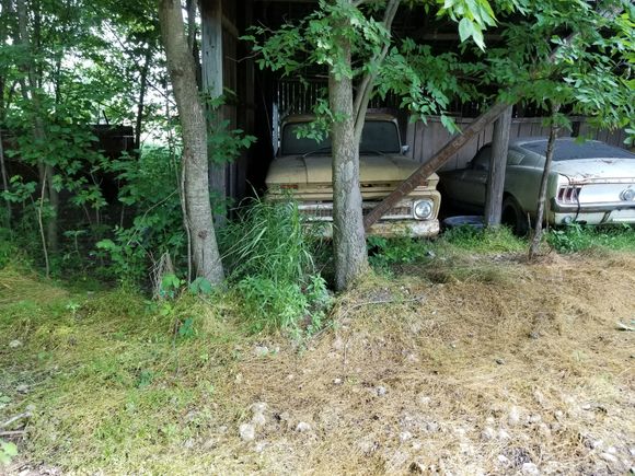 That tree grew after the truck was parked there.
