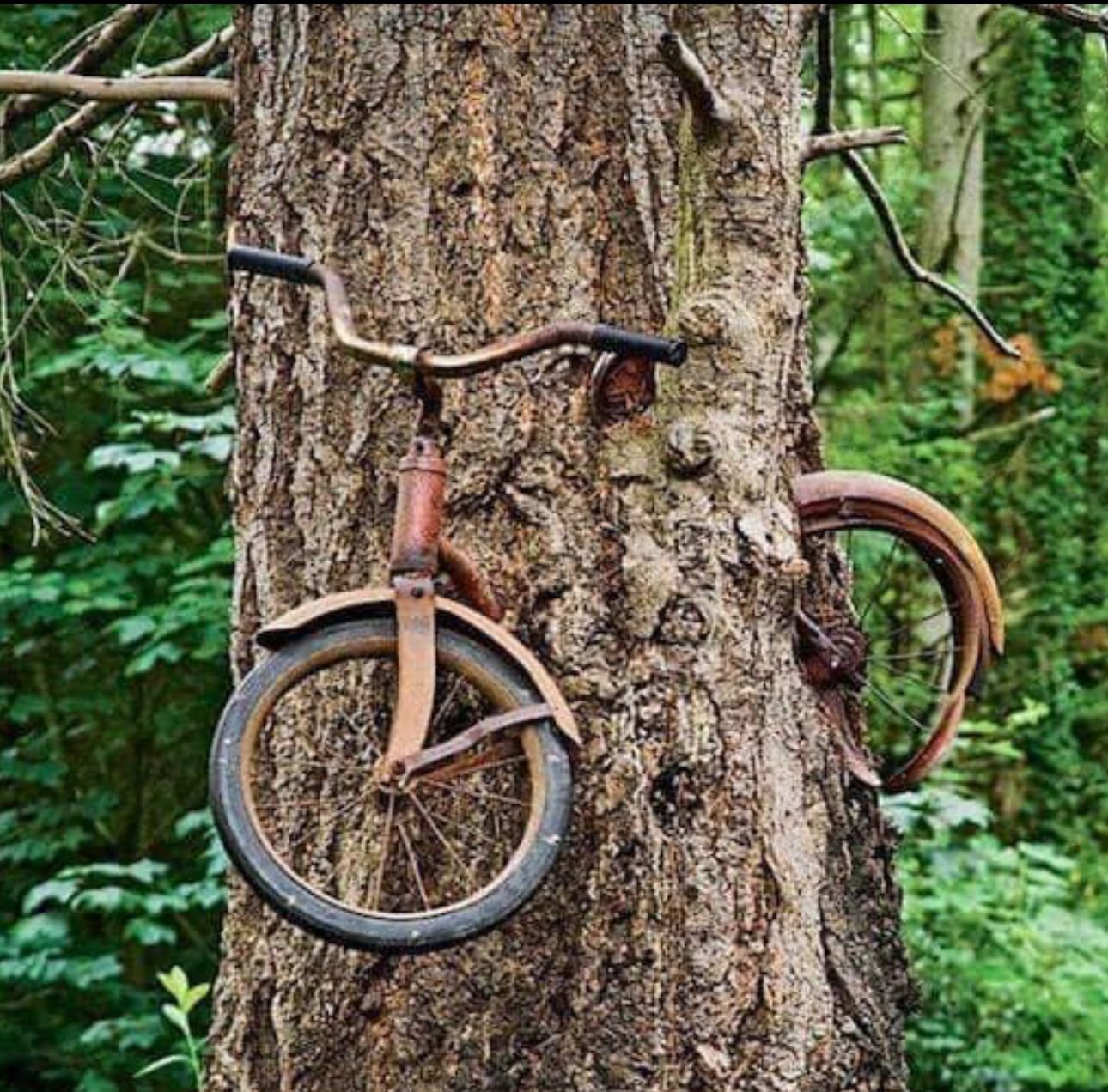 I left your bike by the tree 