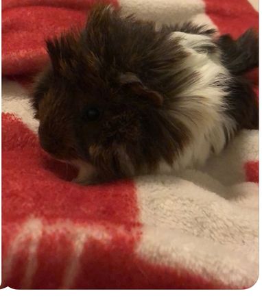 Kirby the guinea pig. 