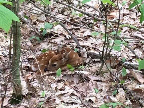 All the time I spend in the woods Ive only ever found one. 