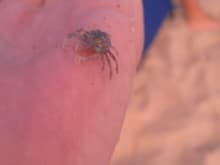 Baby blue crab