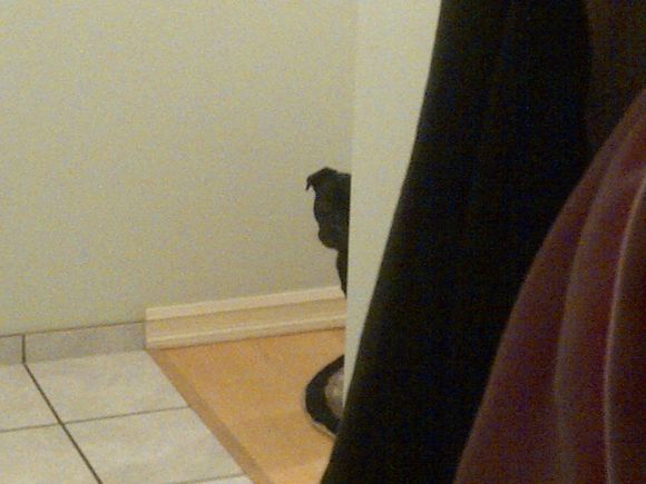 Puppy wondering where I'm going lol