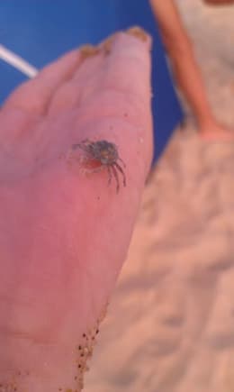 Baby blue crab