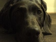 Logan