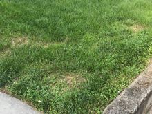 2 weeks later, before 2nd application