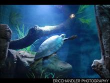 Turtle.