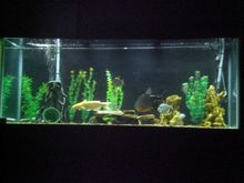 fish tank 001