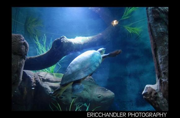 Turtle.