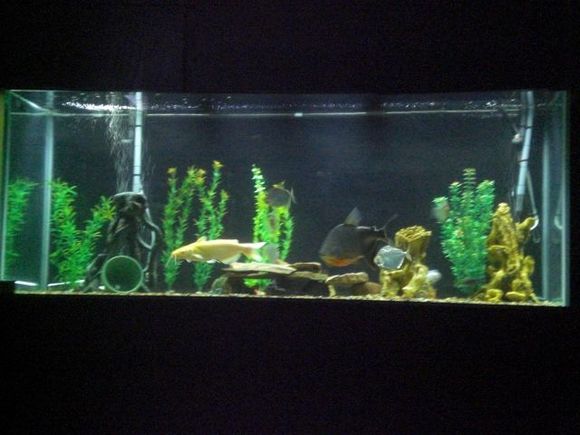 fish tank 001