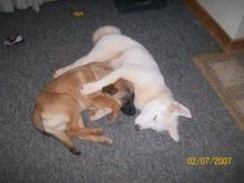Koda Bear and Cujo Dog