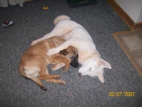 Koda Bear and Cujo Dog