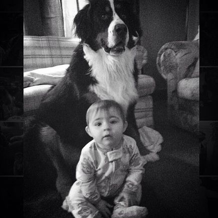 This is my Daughter's Bernese. Her name is Sadie too :-) 

That's my grand daughter Penny...