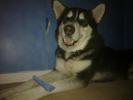 dowot