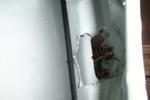 Door Damage
